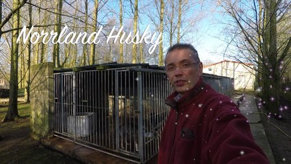 Essai Gopro 5 avec le karmagrip stabilisateur au milieu du team norrland husky