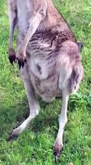 Mother kangaroo with child in baby pouch