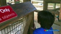 ANIMALS POOPING AT THE ZOO Kid at the ZOO Funny Family Fun Trip to Petting Farm Animal