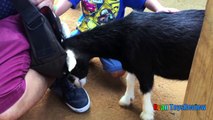 ANIMALS POOPING AT THE ZOO Kid at the ZOO Funny Family Fun Trip to Petting Farm Animals for C