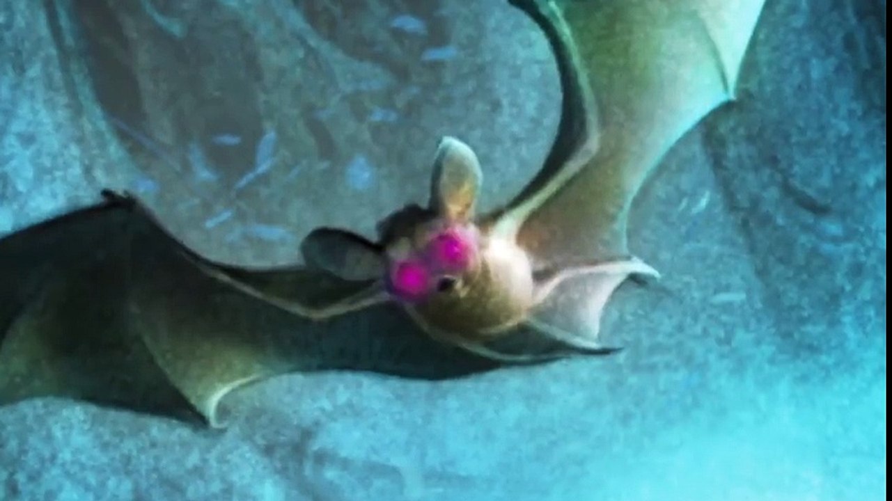 Wing & Claw  Forest of Wonders by Linda Sue Park   Official Book Trailer