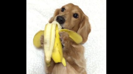 Un chien mange une banane comme un humain