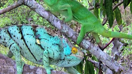 Reptiles   Educational Video for Kids