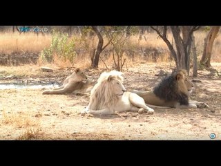 Wildlife Trade: Convention on international animal sales ends