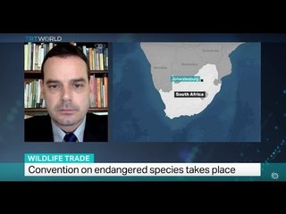 Interview with illegal wildlife trader researcher Julian Rademeyer