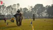 Au Népal, les éléphants jouent au foot et au polo