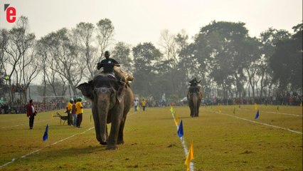 Au Népal, les éléphants jouent au foot et au polo
