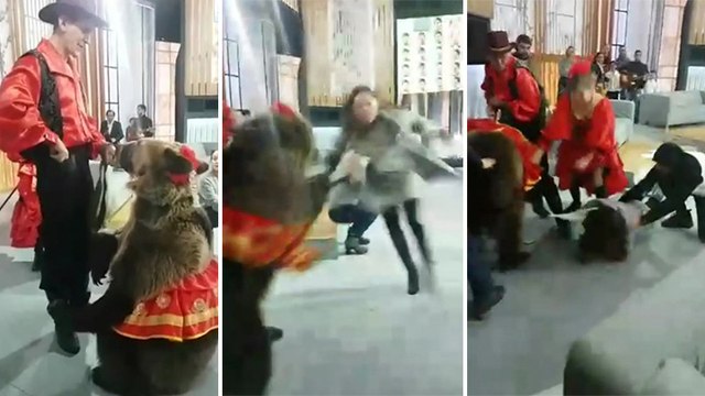 Un ours attaque une femme sur un plateau de télé
