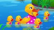 Five Little Ducks Nursery Rhyme With Lyrics - Cartoon Animation Rhymes & Songs for Children