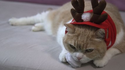 Cream Brother, le chat le plus célèbre de Hong Kong