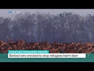 Croatian Hungarian Fences: Barbed wire erected to stop refugees harm deer