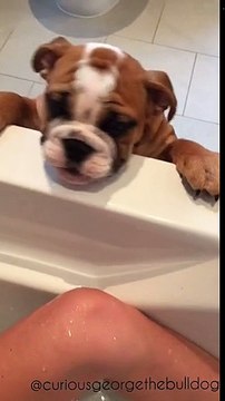 Ce bébé bulldog déteste la douche, mais regardez ce qu’il fait lorsque sa maman est dans la baignoire.