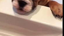 Ce bébé bulldog déteste la douche, mais regardez ce qu’il fait lorsque sa maman est dans la baignoire.