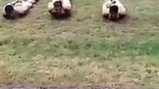 Pakistan Army Training - Funny Clip