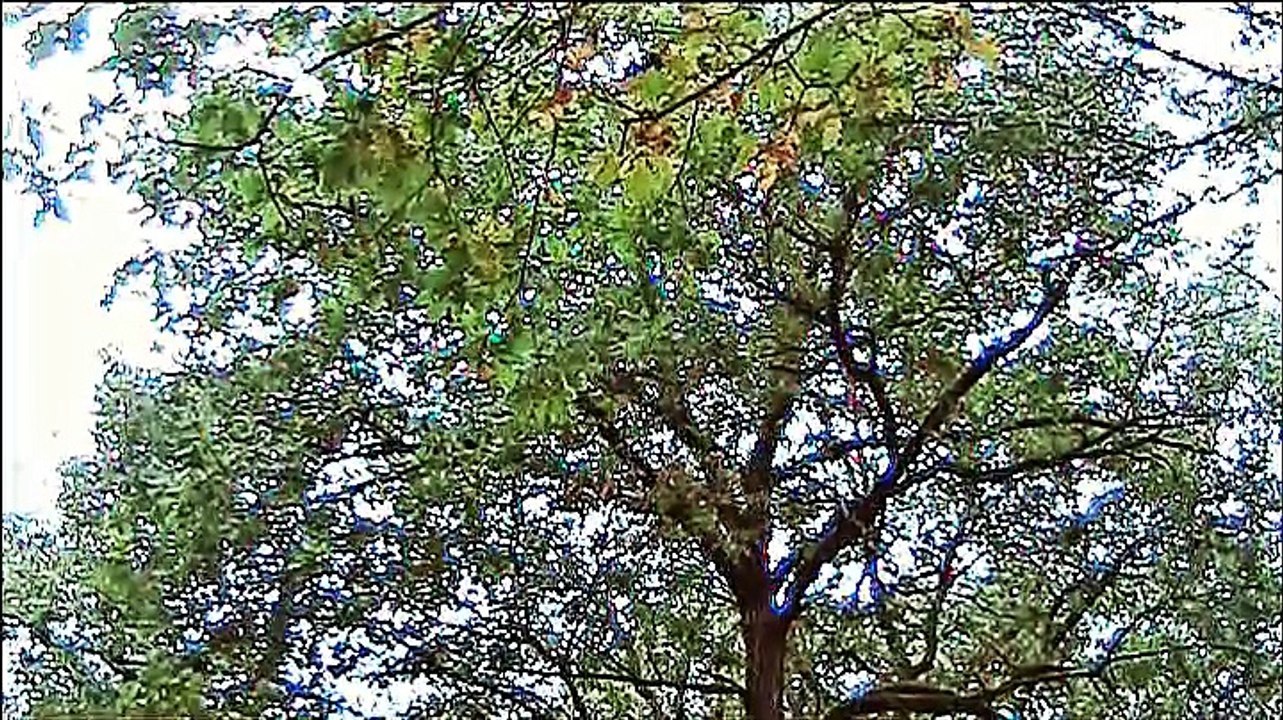 Auf großer Tour den Hunsrückbahnwanderweg entlang – 2