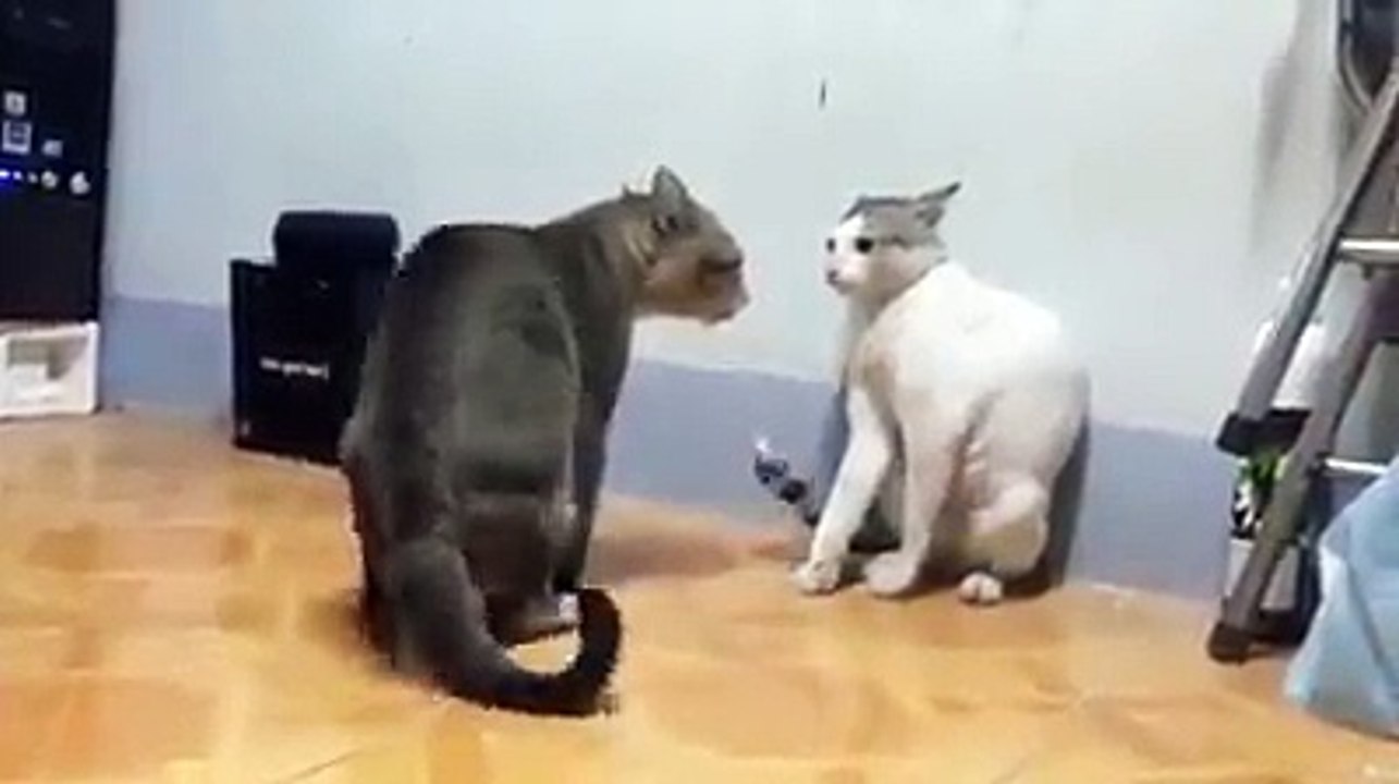 kedilerin süper dövüşü resmen kungfu