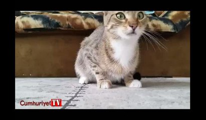 Yılın en iyi 'kedi videosu' kahkahaya boğdu