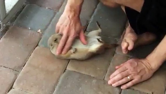 Pregnant prairie dog gets relaxing belly rub