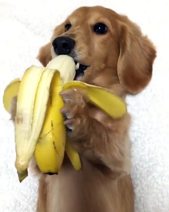 Un chien mange une banane comme un humain