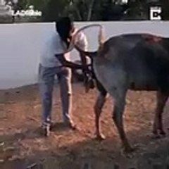 انڈین دیکھو یہ کتنے شوق سے گائے کا پیشاب پی رہے - Video Dailymotion