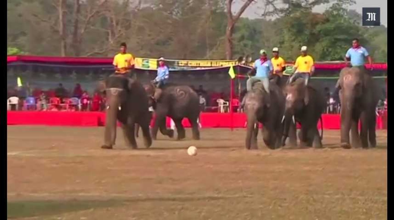 Au Népal, concours de beauté d’éléphants et matchs de foot à dos de pachyderme