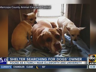 Four-legged friends trying to find furr-ever home, together
