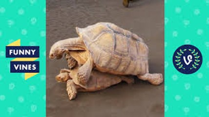 Funniest Animal Fails of 2017 Weekly Compilation - Funny Vines Funny Videos