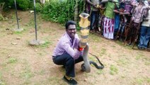 Snake Rescuer Displays Giant King Cobra