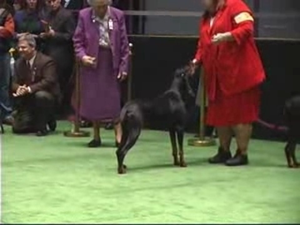 Coonhound 06