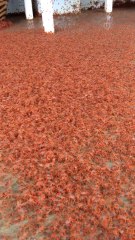 Ground crawls with massive baby crab migration