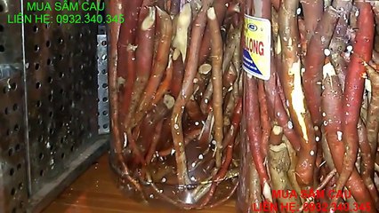 SÂM CAU - CÁCH NGÂM RƯỢU SÂM CAU