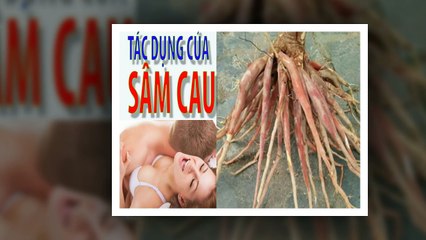 SÂM CAU - TÁC DỤNG CỦA SÂM CAU NHIỀU NGƯỜI CHƯA BIẾT