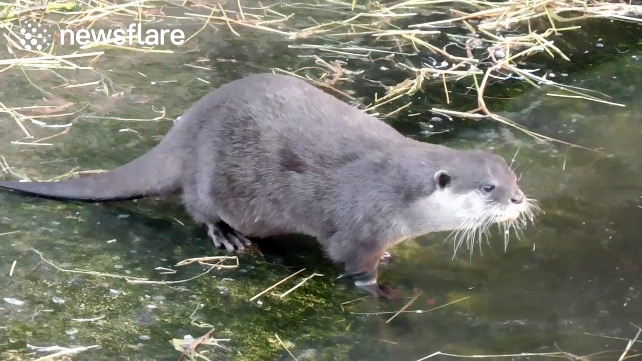 Cute otters break the ice at Twycross zoo