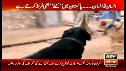 Reality of trained "Foji Dogs"