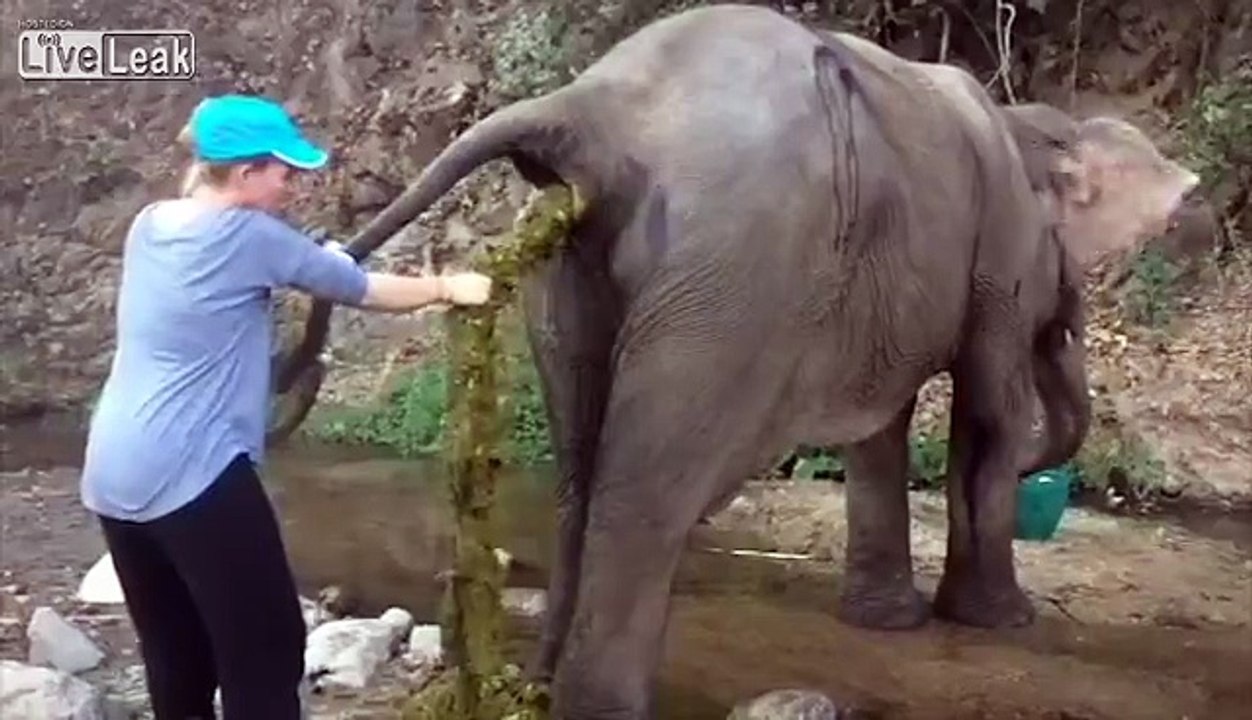  Elephant  Poop  Removal Dailymotion Video