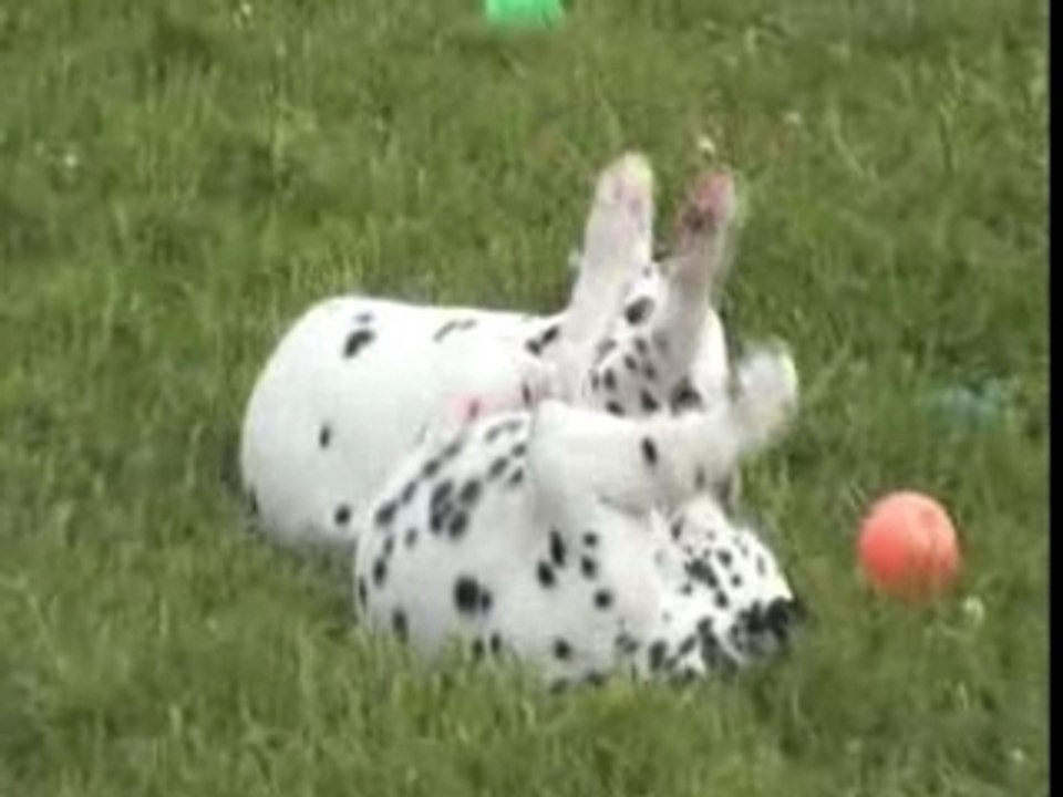 Portée All My Pride : chiots de huit semaines