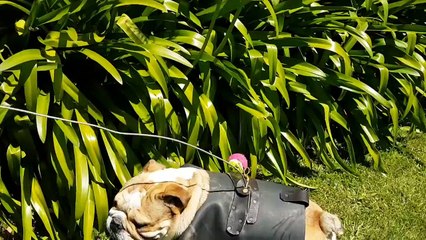 Spanky Having a Ball