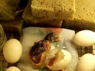 Eclosion du poussin 1/3