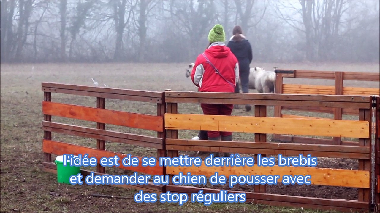 2e rencontre avec les moutons 29/12