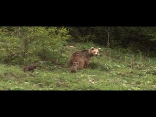 Ayı ve İnsan - Fragman - TRT Okul