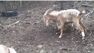 goats fighting over a female