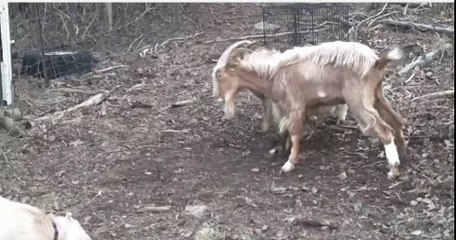 goats fighting over a female