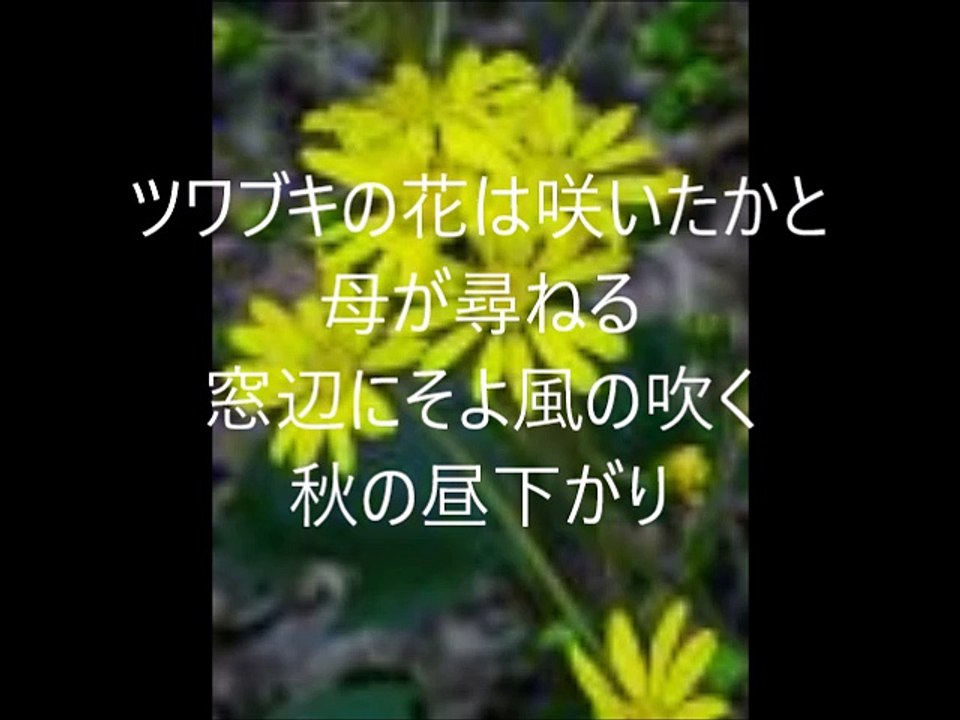 ツワブキの花は咲いたか