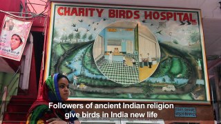 Hospital in Delhi gives birds new flight-orgkeCgNj_M