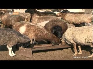 Kazakistan'da Atların Önemi - Yabancı Değil - TRT Avaz