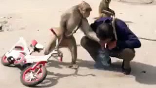 Monkey Fighting Funny Video    Whatsapp Video   Funny Video