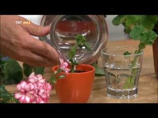 Sardunyanın Faydaları - Erkan Şamcı ile Doğal Yaşam - TRT Avaz