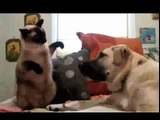 Gatto vs cane