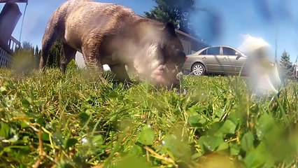 Les chiots les plus beaux au monde