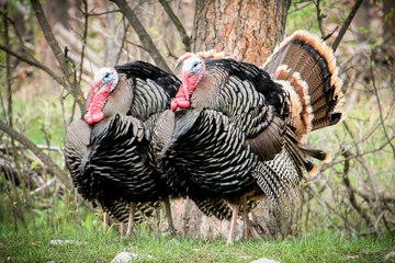 Incredible turkey hunt! Turkey reaping.
